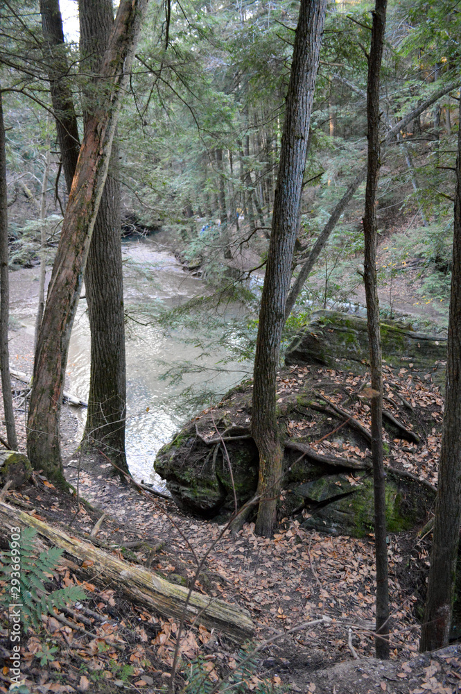 tall trees growing up through a dense forest tall trees growing up through a dense forest