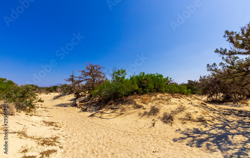 picturesque savannah with golden sand and green bushes, desert landscape © Yaroslav