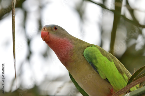 Portrait of a princess parakeet (polytelis alexandrae) perching on a branch photo