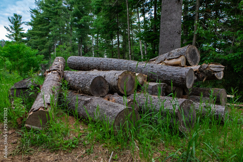 Diverse people enjoy spiritual gathering Felled trees are seen in a dense forest. Chopped down timber trunks used for fuel and shelter building in rural area, with copy-space.