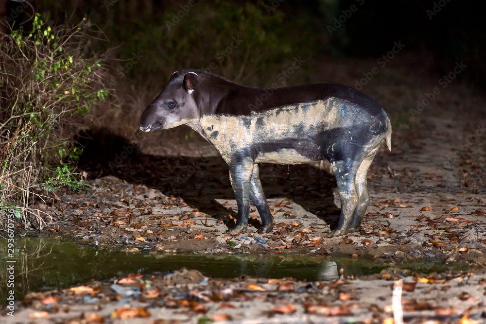 Anta-brasileira (Tapirus terrestris) | Lowland tapir or South American tapir Anta-brasileira (Tapirus terrestris) | Lowland tapir or South American tapir