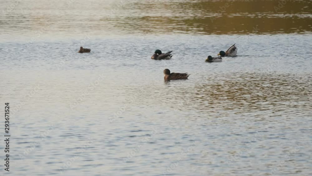 Mallard Ducks Swimming On The Pond In Autumn. Mallard Ducks Swimming On The Pond In Autumn.