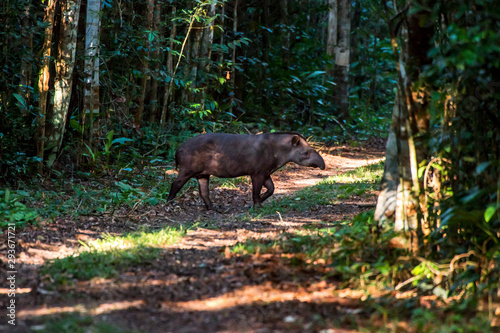 Lowland tapir or South American tapir photographed in Sooretama Reserve in Linhares, Espirito Santo, Brazil. Picture made in 2013. photo