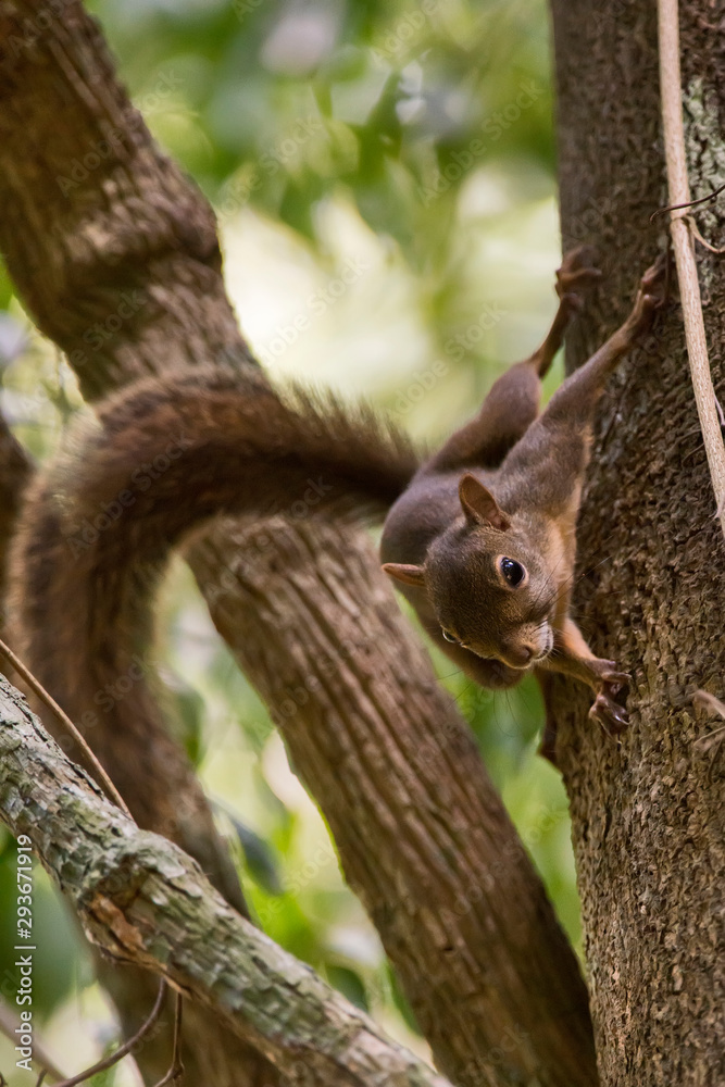 Brazilian squirrel photographed in Sooretama Biological Reserve in Linhares, Espirito Santo, Brazil. Picture made in 2013.