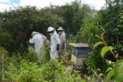Mel, abelha, apicultura