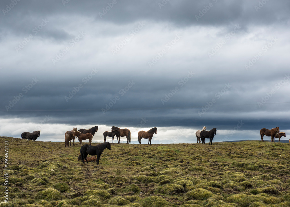 Horses standing on grassy landscape Horses standing on grassy landscape