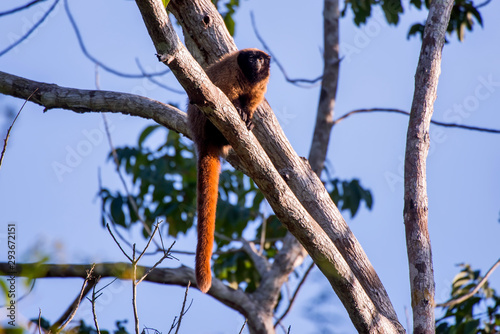 Masked titi monkey photographed in Sooretama Biological Reserve in Linhares, Espirito Santo, Brazil. Picture made in 2013. photo