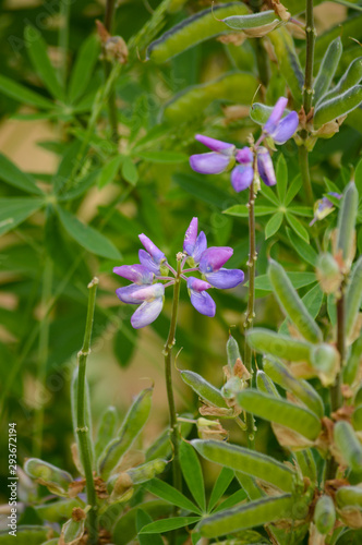 light pink petals on a flower in full bloom