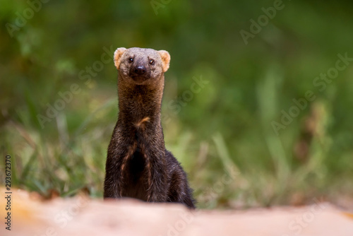 Tayra photographed in Sooretama Biological Reserve in Linhares, Espirito Santo, Brazil. Picture made in 201