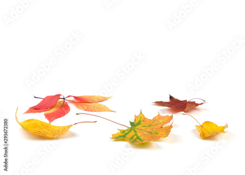 Close-up of dry autumn leaves on a white background. Autumn ornament.