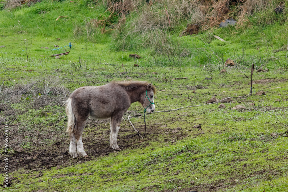 Alone grazing grey pony with fern and palm branches on background. Horse walking on green grass and stones. A cloudy but warm and pleasant winter day in the north of Tenerife Aguamansa, Spain
