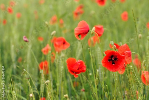 Bright red poppy flowers growing in unripe green wheat field