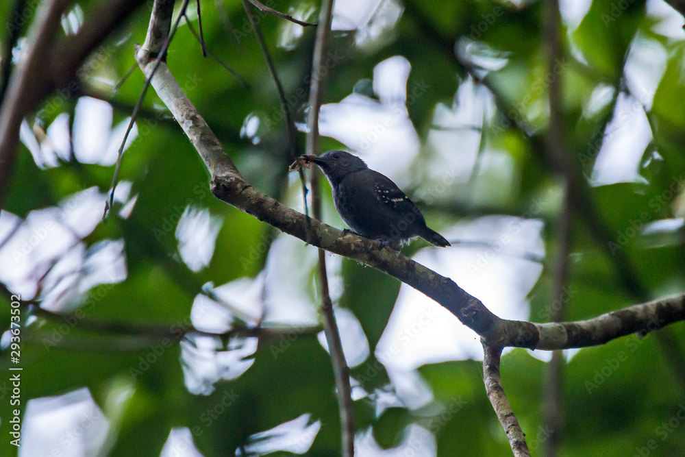 White flanked Antwren photographed in Linhares, Espirito Santo. Southeast of Brazil. Atlantic Forest Biome. Picture made in 2013. White flanked Antwren photographed in Linhares, Espirito Santo. Southeast of Brazil. Atlantic Forest Biome. Picture made in 2013.