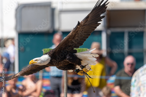 Photos Close up of a bald eagle (haliaeetus leucocephalus) flying in front of a crowd of people at a falconry demonstration