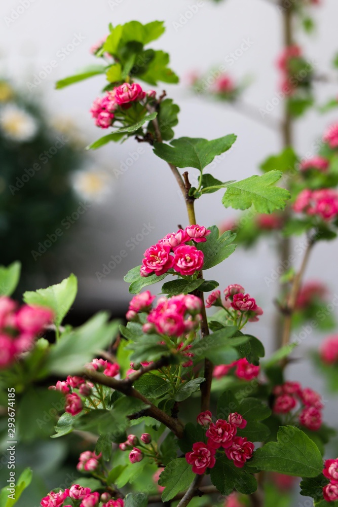 Close up of pink blossoms with blurry background 