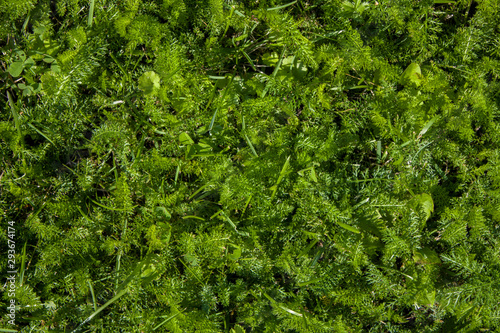 fresh bright green leaves and grass in the meadow. natural surface texture © Pavel