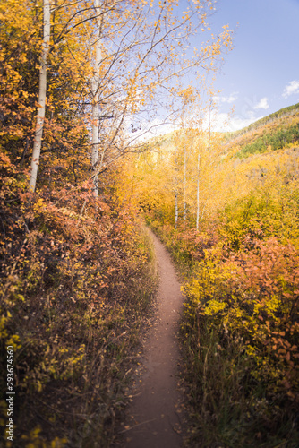 A trail in Vail  Colorado covered in fall foliage during autumn. 