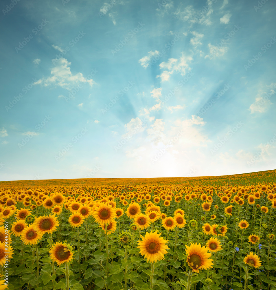 Fototapeta premium landscape with sunflower