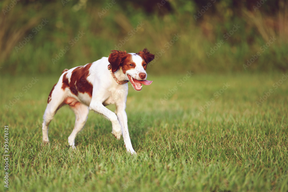 White and brown a Brittany spaniel outdoors at the park during summer, natural picture of the happy hunting dog outside