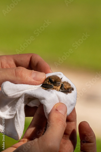 two small cute brown soprano bats - Pipistrellus pygmaeus that are ringed and resting in hand but no people