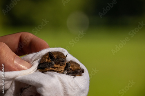Fototapeta Naklejka Na Ścianę i Meble -  two small cute brown soprano bats - Pipistrellus pygmaeus that are ringed and resting in hand but no people