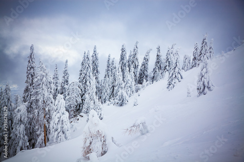 magical winter landscape with snowy firs in the mountains