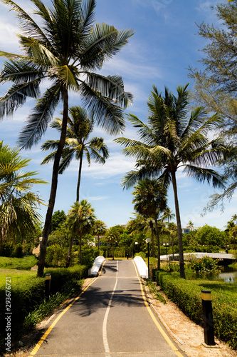 Asphalt road among coconut trees. The Island Of Phuket