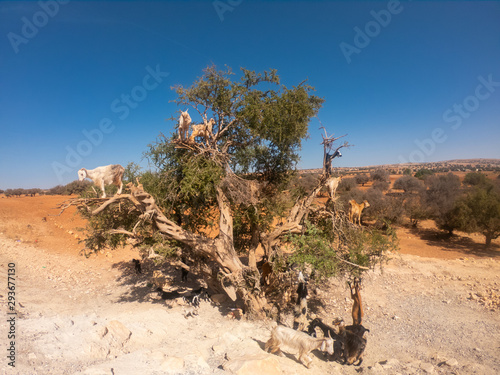 Heard of cloven-hoofed goats climbed on an argan tree (Argania spinosa) on a way to Essaouira, Morocco, North Africa © Maciej