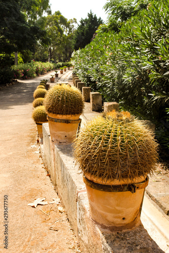 Cactus Park on the island of Mallorca