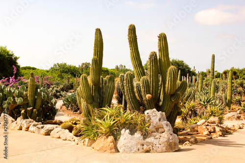 Cactus Park on the island of Mallorca