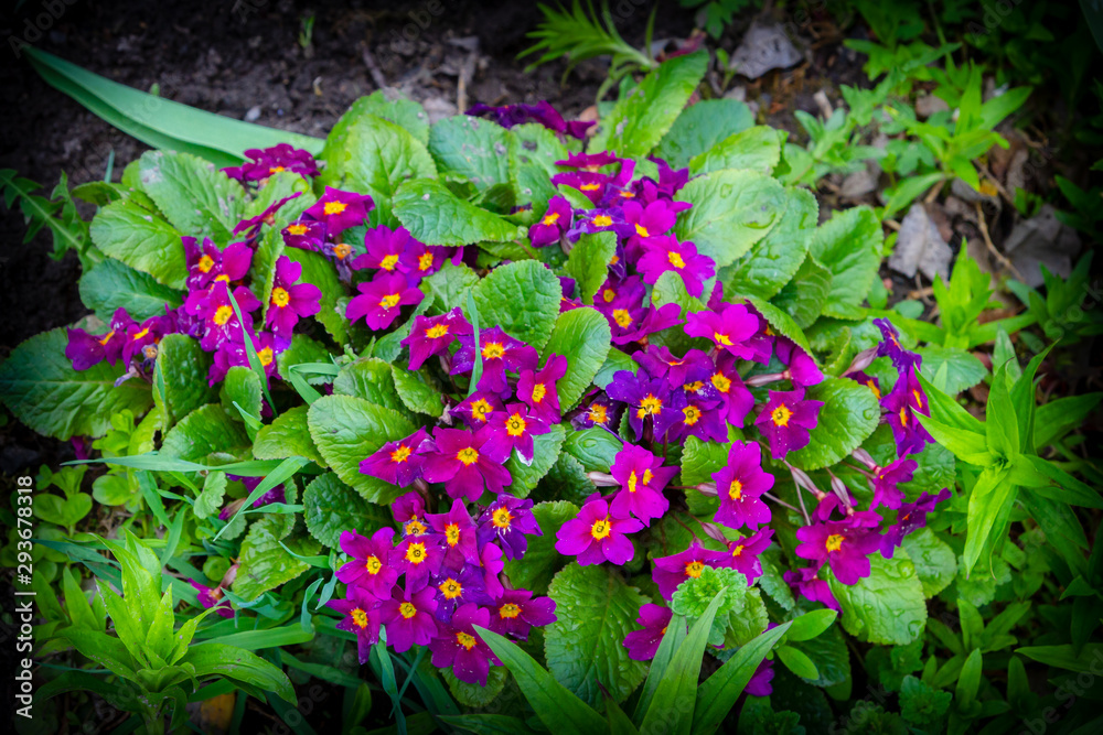 Bright purple flowers grow outside in a flower bed in the spring Bright purple flowers grow outside in a flower bed in the spring