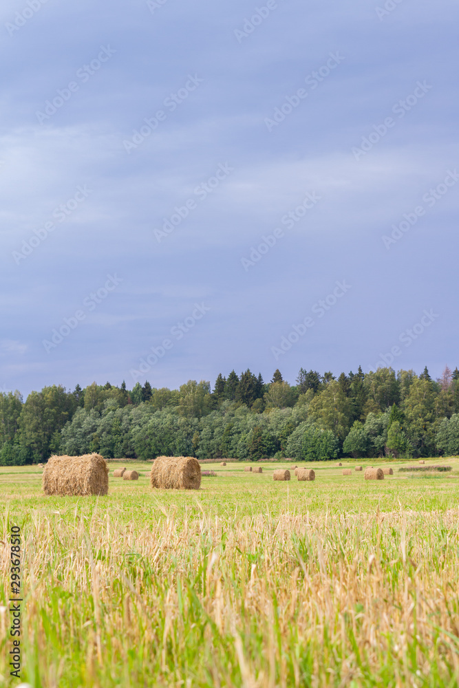 Haystacks are removed from the fields in the summer near the forest Haystacks are removed from the fields in the summer near the forest