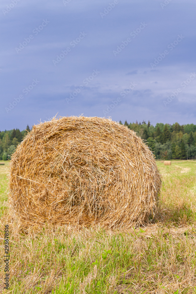 Haystacks are removed from the fields in the summer near the forest Haystacks are removed from the fields in the summer near the forest