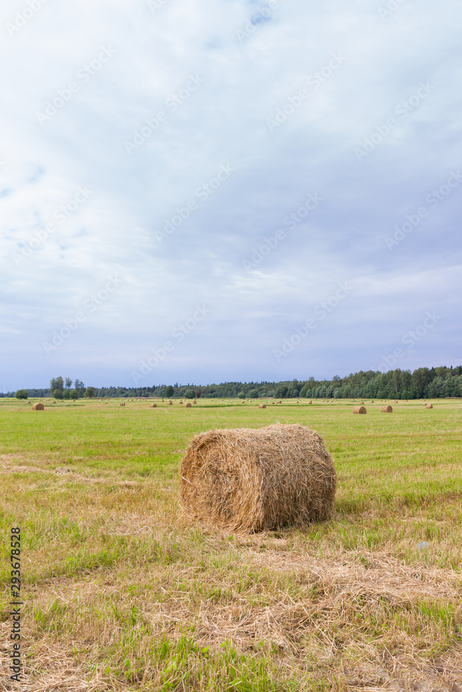Haystacks are removed from the fields in the summer near the forest Haystacks are removed from the fields in the summer near the forest