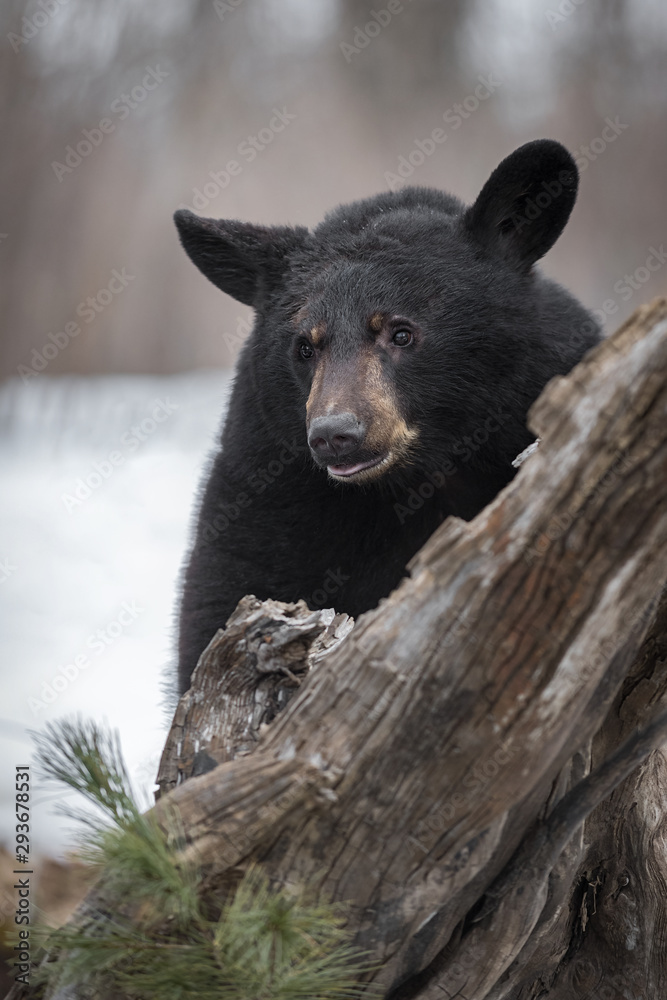 Black Bear (Ursus americanus) Behind Tree Winter Black Bear (Ursus americanus) Behind Tree Winter