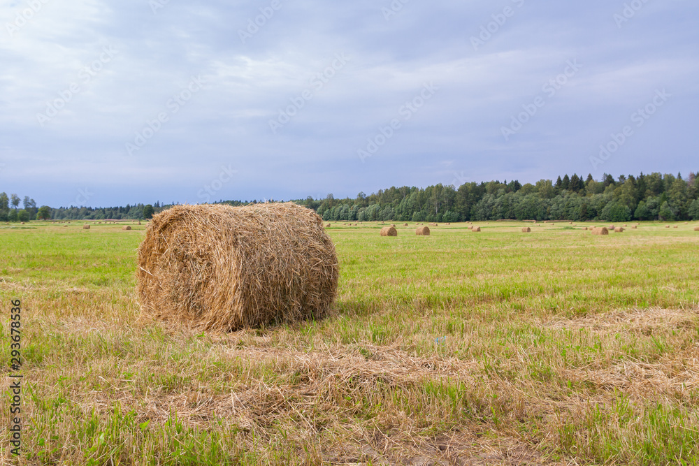 Haystacks are removed from the fields in the summer near the forest Haystacks are removed from the fields in the summer near the forest