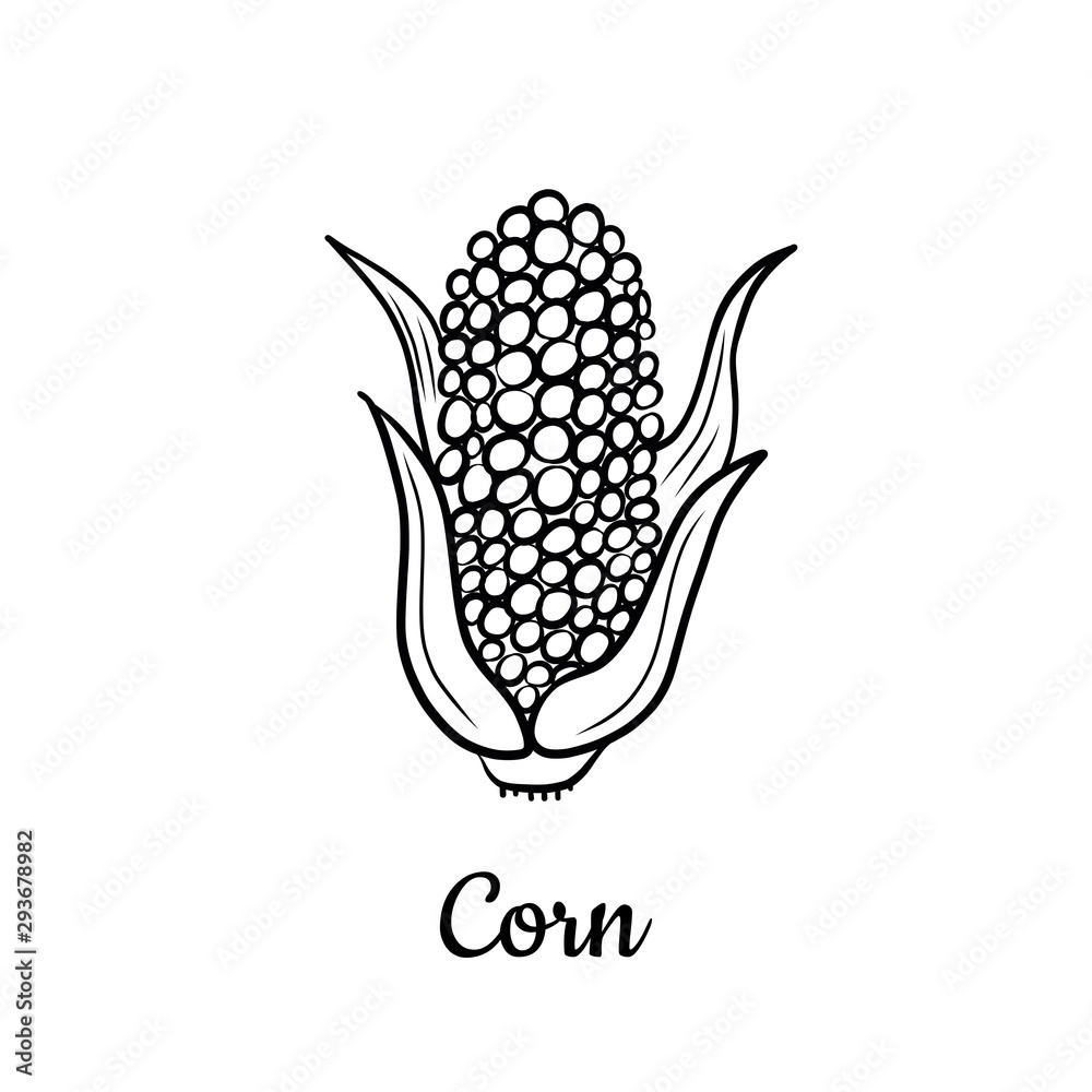 Hand drawn Corn isolated on a white. Vegetables drawings. Vector illustration. Hand drawn Corn isolated on a white. Vegetables drawings. Vector illustration.