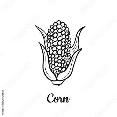 Hand drawn Corn isolated on a white. Vegetables drawings. Vector illustration.