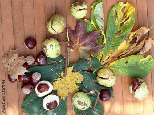 Autumn Chestnut still life