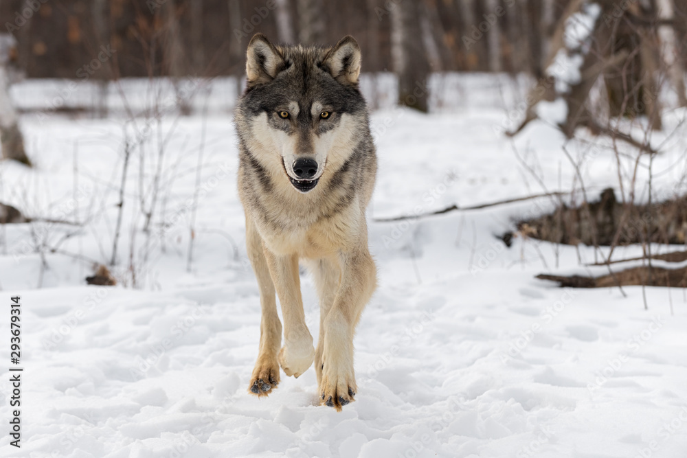 Grey Wolf (Canis lupus) Runs Forward Through Snow Winter Grey Wolf (Canis lupus) Runs Forward Through Snow Winter