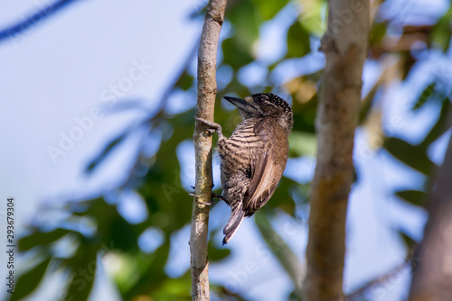 White barred Piculet photographed in Linhares, Espirito Santo. Southeast of Brazil. Atlantic Forest Biome. Picture made in 2013. photo