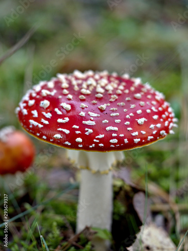 Close-up fly agaric