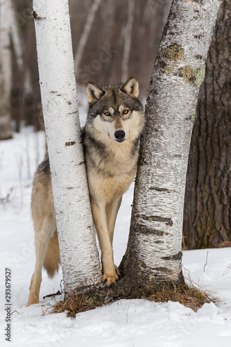 Grey Wolf (Canis lupus) Stares Out From Between Birch Trees Winter