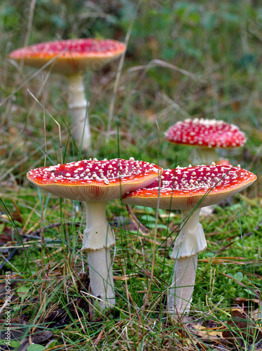 A group of fly agaric 