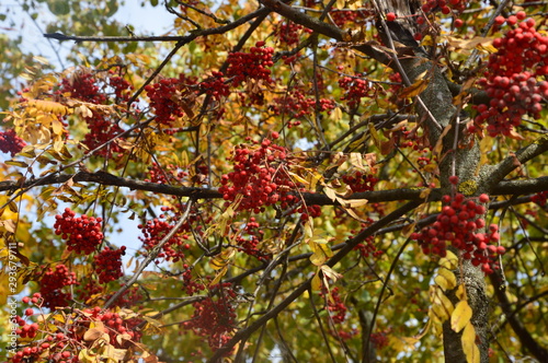 Autumn rowan berries in Russia