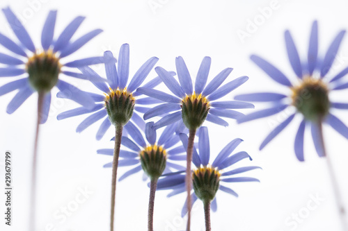 Felicia amelloides, the blue daisy bush,blue felicia isolated on white background photo