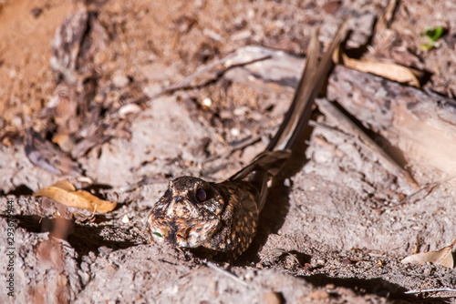 Scissor tailed Nightjar photographed in Linhares  Espirito Santo. Southeast of Brazil. Atlantic Forest Biome. Picture made in 2013.