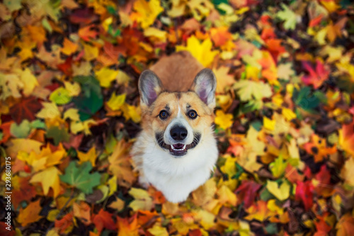 top view of a cute puppy dog red Corgi sitting in an autumn Park on the background of bright fallen colorful maple leaves and cute devotedly smiling on a Sunny day