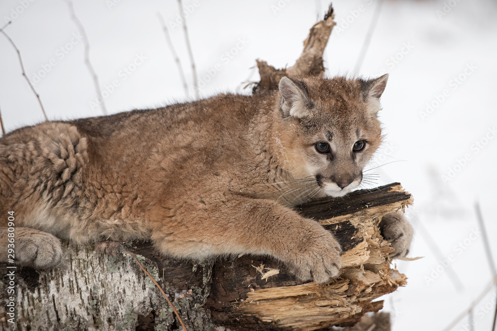 Female Cougar (Puma concolor) Claws at Birch Log Winter Stock Photo | Adobe  Stock