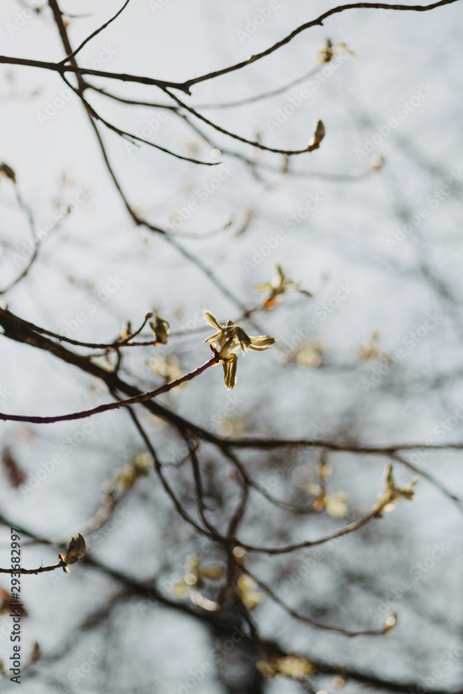 chestnut-tree  bud in spring